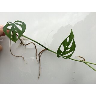 Monstera acuminata Cutting