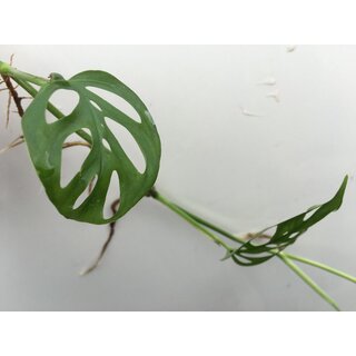 Monstera acuminata Ableger/Cutting