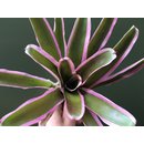 ANGEBOT Neoregelia fireball pink NEU aufgebunden