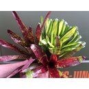 Angebot Bromeliensortiment 3 Neoregelia