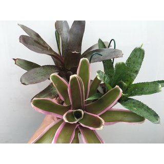 Bromeliensortiment aufgebunden auf Xaxim (3 Bromelien)