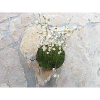 Utricularia parthenopipes