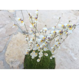 Utricularia parthenopipes