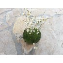 Utricularia parthenopipes