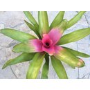 Neoregelia �Pink Sensation�