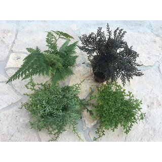Moosfarn Mix 2 (Selaginella)