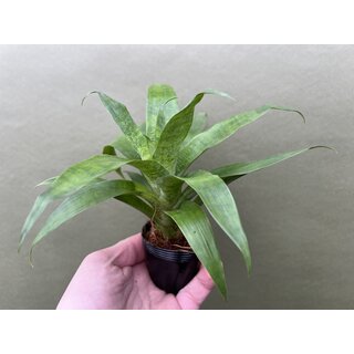 Vriesea greenstriped NEU