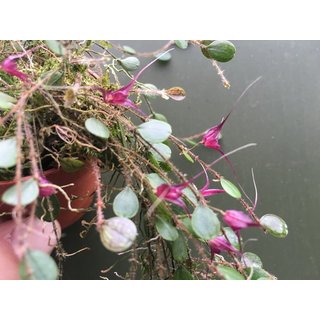 Trichosalpinx chamaelepanthes (Rarität)