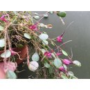 Trichosalpinx chamaelepanthes (Rarität)