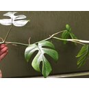 Rhaphidophora tetrasperma Cutting