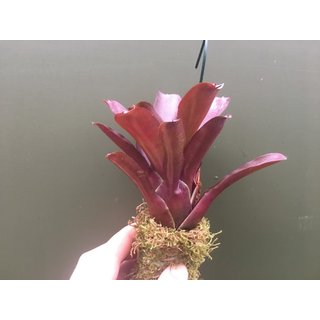 Neoregelia red