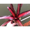 Neoregelia rot spec. Brasilien (bromelie)