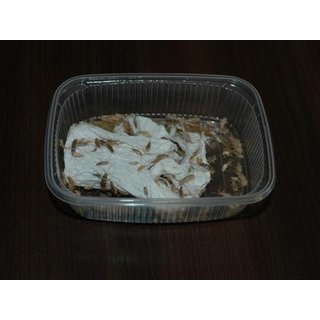 Zuchtansatz Ofenfischchen ( Thermobia domestica )