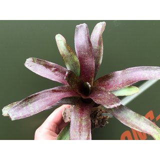 Neoregelia rot gefleckt spec. Brasilien (bromelie)