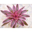 Neoregelia spec. gestreift  (bromelie)