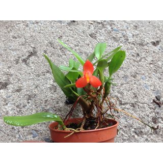 Maxillaria sophronitis