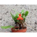 Maxillaria sophronitis