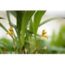 Maxillaria variabilis