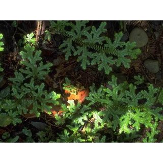 Selaginella kraussiana