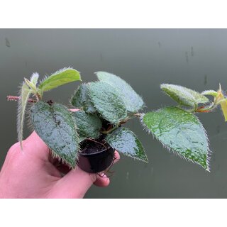 Ficus villosa