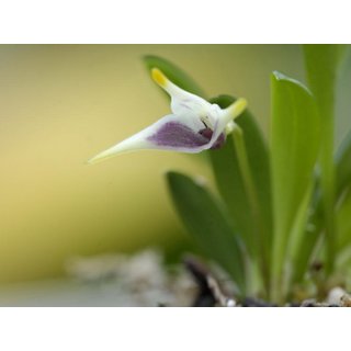 Masdevallia wendlandiana