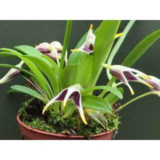 Masdevallia wendlandiana