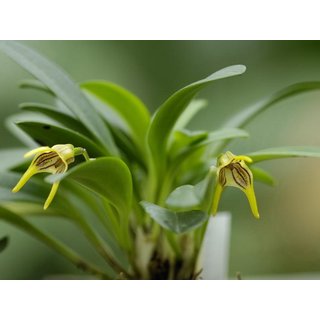 Masdevallia garciae