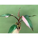 Philodendron Pink Princess