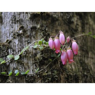 Kalanchoe uniflora (Montagne dAmbre)