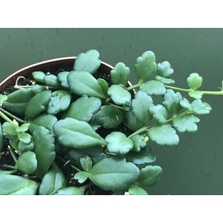 Kalanchoe uniflora (Montagne dAmbre)