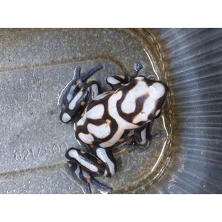 Dendrobates auratus Pena Blanka **NEU**
