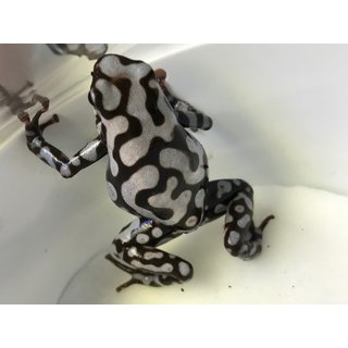 Dendrobates auratus Pena Blanka **NEU**