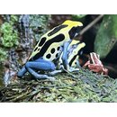 Dendrobates tinctorius Patricia Zuchtgruppe