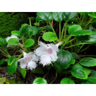 Episcia dianthiflora