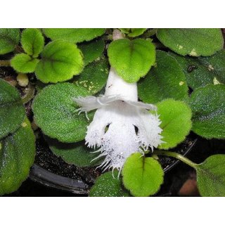 Episcia dianthiflora