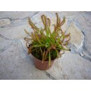 Drosera capensis (Sonnentau)