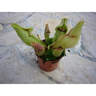 Sarracenia purpurea