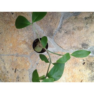 Hydnophytum mosleyanum