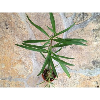Hydnophytum simplex