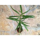 Hydnophytum simplex