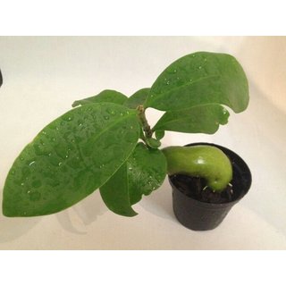 Hydnophytum tuberosum
