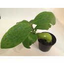 Hydnophytum tuberosum