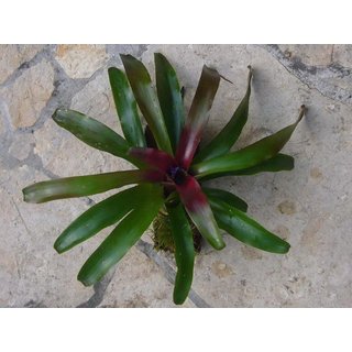 Neoregelia fireball