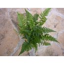 Athyrium spec. aus Madagaskar