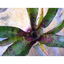 Neoregelia Screaming Tiger