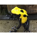 Junges Prchen Dendrobates tinctorius Citronella