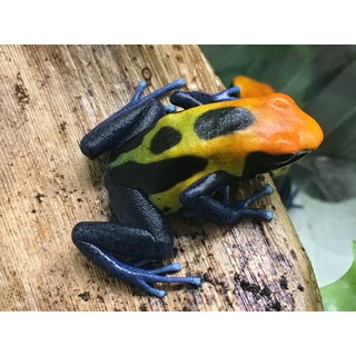 Dendrobates tinctorius Brasilianer