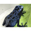 Dendrobates azureus