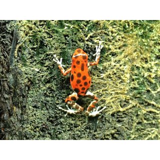 Oophaga pumilio Bastimentos