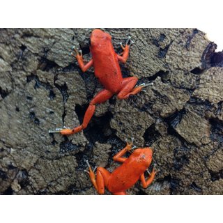 Oophaga pumilio Nancy